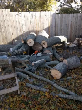 [Hearth.com] Large Norway maple taken down