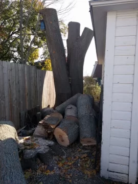 [Hearth.com] Large Norway maple taken down