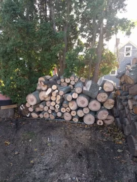 [Hearth.com] Large Norway maple taken down