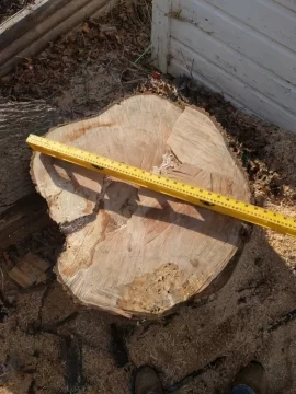 [Hearth.com] Large Norway maple taken down