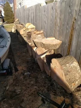 [Hearth.com] Large Norway maple taken down