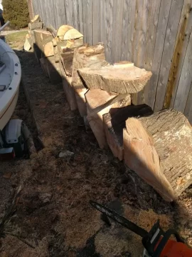 [Hearth.com] Large Norway maple taken down