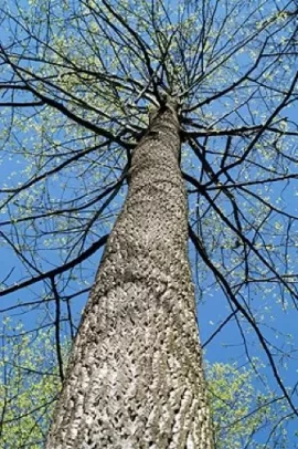 [Hearth.com] Love me some Tulip Poplar