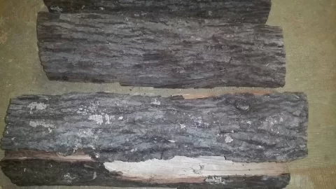 [Hearth.com] Tree ID (hickory?)