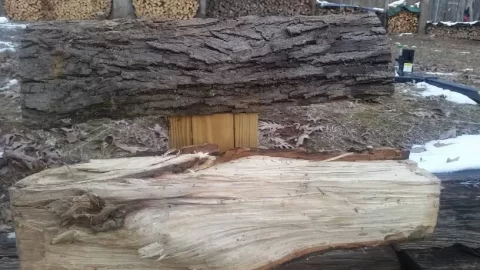 [Hearth.com] Tree ID (hickory?)