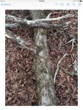 [Hearth.com] Tree id (post oak/red oak?)