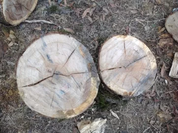 [Hearth.com] Tree id (post oak/red oak?)