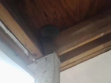 [Hearth.com] Paper Wasps nest by the front porch