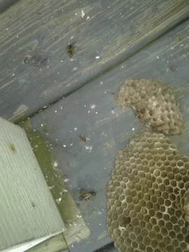 [Hearth.com] Paper Wasps nest by the front porch