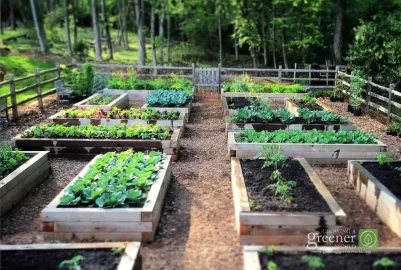 [Hearth.com] Rural vegetable garden for beginner