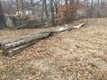 [Hearth.com] Great score!, wood ID?