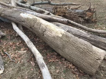 [Hearth.com] Great score!, wood ID?