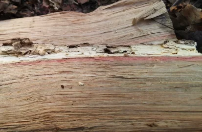 [Hearth.com] Pink Oak! (and yet another wood ID request)