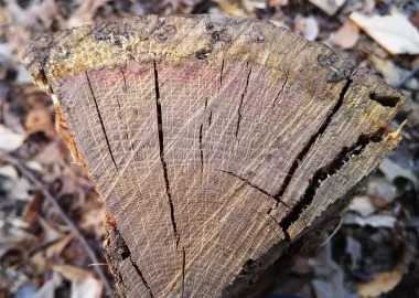 [Hearth.com] Pink Oak! (and yet another wood ID request)