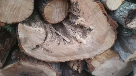 [Hearth.com] What Type of Wood? Cut a Cord Today.....