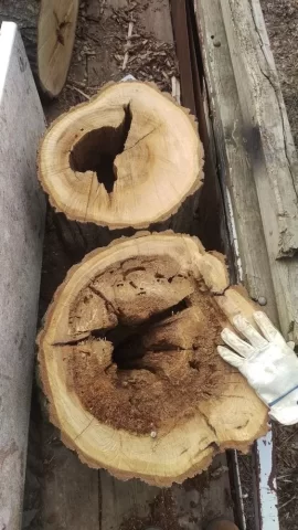 [Hearth.com] Oak rotted out in center