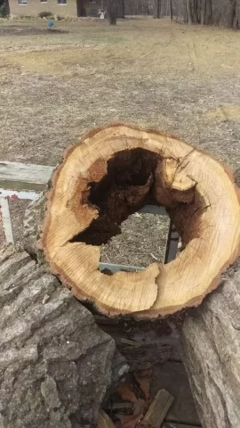 [Hearth.com] Oak rotted out in center