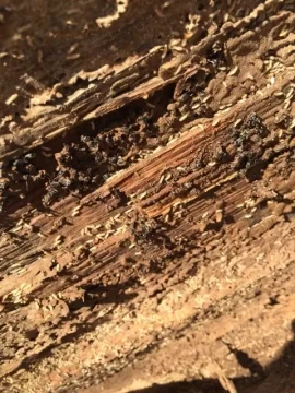 [Hearth.com] Is this too many termites?