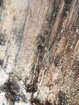 [Hearth.com] Is this too many termites?