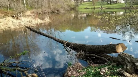 [Hearth.com] Locust Log Bridge