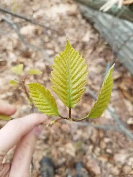 [Hearth.com] NE Tree/Leaf ID