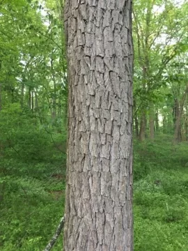 [Hearth.com] Tree ID help...