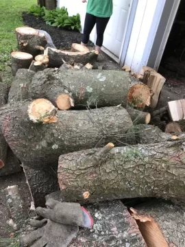 [Hearth.com] Softwood Score Tree Id help needed