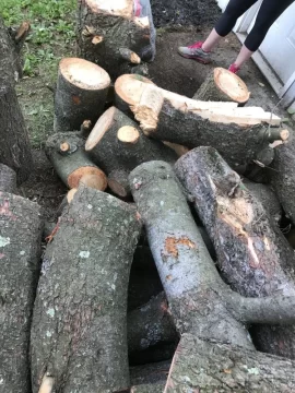 [Hearth.com] Softwood Score Tree Id help needed