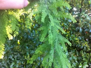 [Hearth.com] Native Oklahoma tree ID help