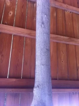 [Hearth.com] Native Oklahoma tree ID help