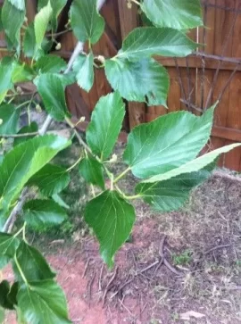 [Hearth.com] Native Oklahoma tree ID help