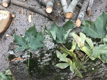 [Hearth.com] Tree ID Sugar maple and black birch?