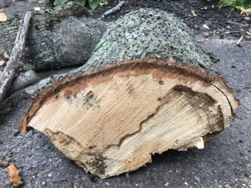 [Hearth.com] Tree ID Sugar maple and black birch?