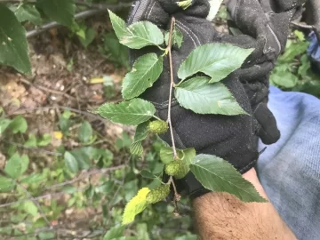 [Hearth.com] Tree ID Sugar maple and black birch?