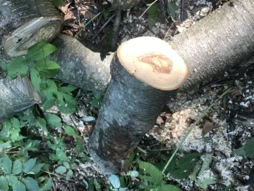 [Hearth.com] Tree ID Sugar maple and black birch?