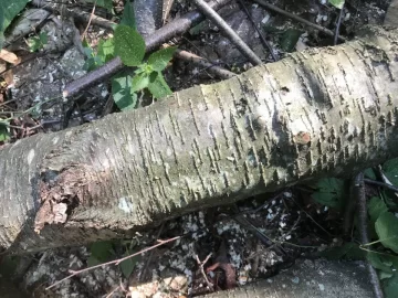 [Hearth.com] Tree ID Sugar maple and black birch?