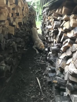 [Hearth.com] Dog in the wood