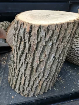 [Hearth.com] Another tree ID pls,,