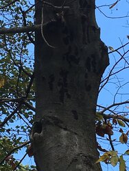 Rotting Beech