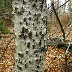 Rotting Beech