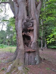 Rotting Beech