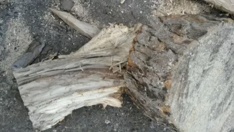 [Hearth.com] Wood ID: What the @#$% is this stuff??