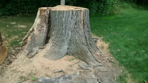 [Hearth.com] Dropped this 100 year old red oak today.