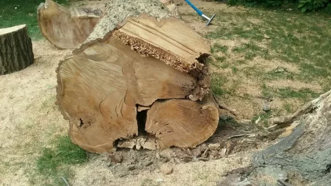 [Hearth.com] Dropped this 100 year old red oak today.