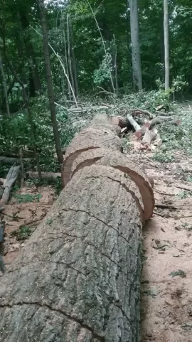 [Hearth.com] Dropped this 100 year old red oak today.