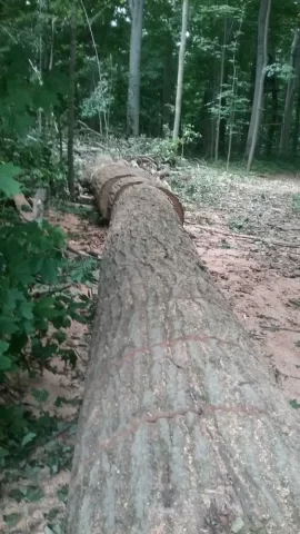 [Hearth.com] Dropped this 100 year old red oak today.