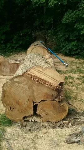 [Hearth.com] Dropped this 100 year old red oak today.