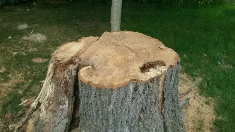 [Hearth.com] Dropped this 100 year old red oak today.