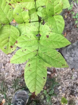 [Hearth.com] Help me identify this sapling