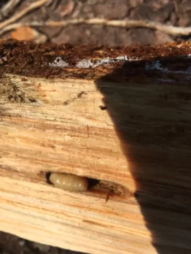 [Hearth.com] What is this disgusting grub?  Should I use this wood?